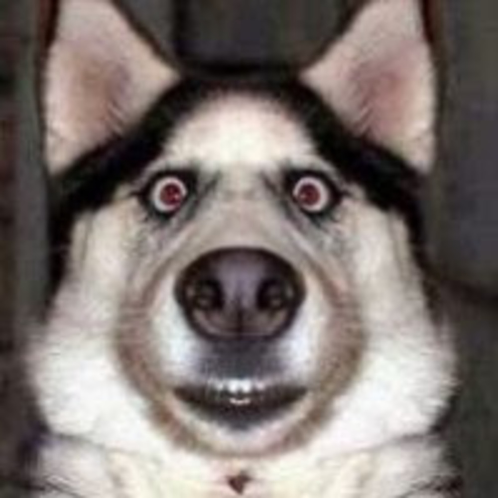 Meet your Posher, Lilli